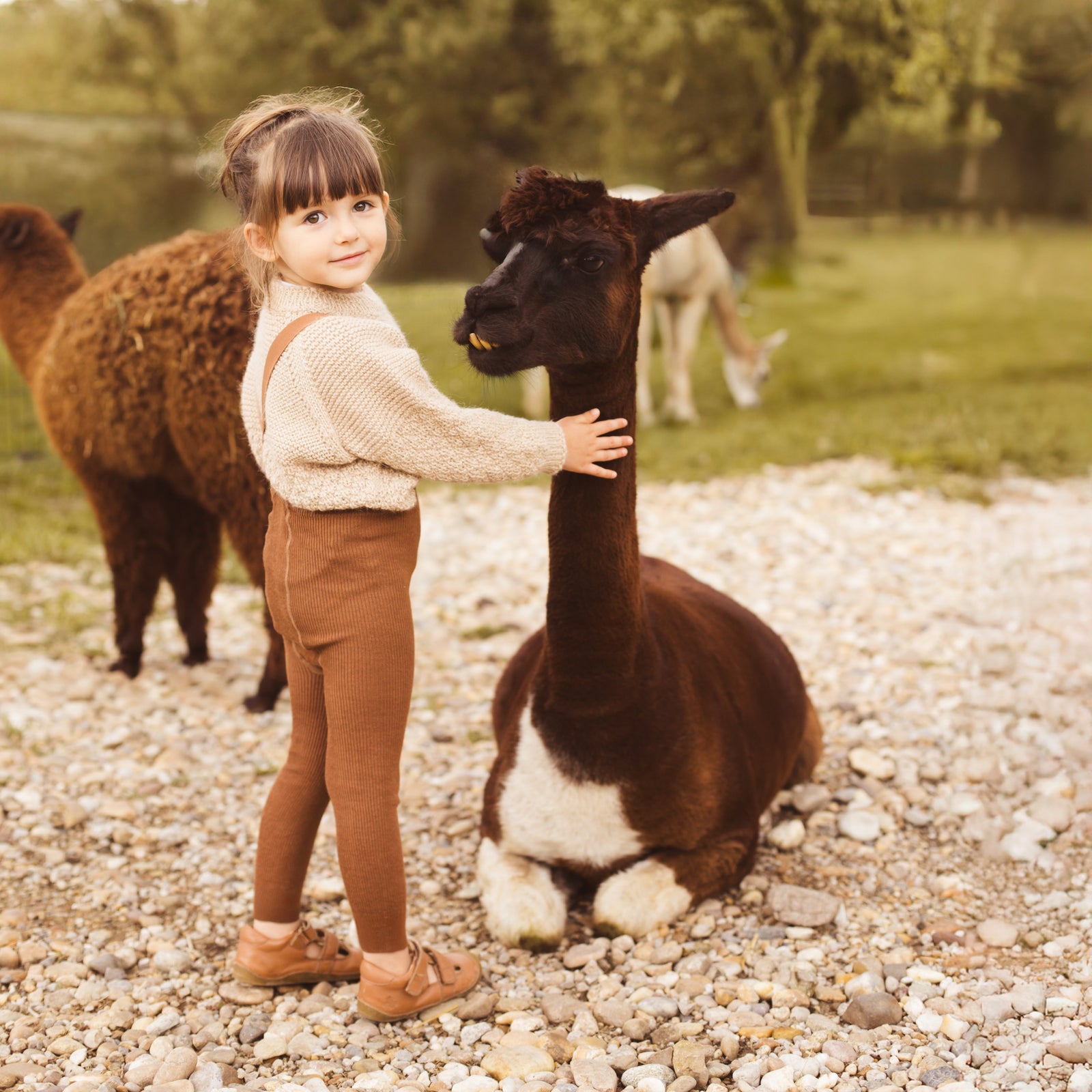A little girl wearing Peqne tights with suspenders, standing next to an alpaca outdoors at the zoo.